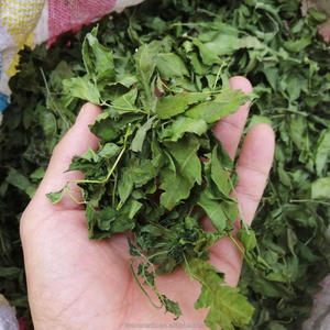 Hojas Secas de Neem Orgánico de Alta Pureza, Material Vegetal Herbal de Azadirachta Indica para la Fabricación de Extractos Vegetales y el Cuidado de la Salud - Product Image 3