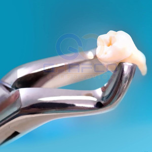 Pinzas de Extracción Dental de Acero Inoxidable de Alta Calidad para Venta en Línea - Product Image 2
