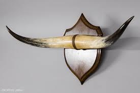 Corne de buffle naturelle décorative montée sur taureau Vaisselle pour la maison Corne de taureau montée Produit de vente à chaud pour la maison PAR HF CRAFTS - Product Image 4