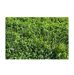 Exportateur en gros de balles de foin d'alfalfa pour l'alimentation animale en vrac - Product Image 3