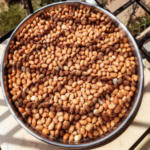 Nouvelle Récolte de Graines d'Arachides Indiennes 100% Pures, Non-OGM, Grade A pour l'Extraction d'Huile Industrielle, Approvisionnement Agricole Commercial, Commande en Gros - Product Image 1