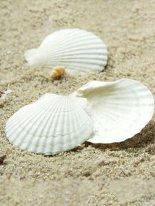 Coquilles de pétoncle de haute qualité 2026, source sûre et propre pour la décoration de table et la création artisanale, blanc éclatant, durables, approvisionnement en vrac - Product Image 6