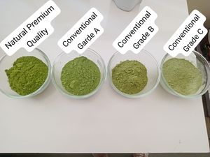 Moringa Olifera Leaves Dried Powder 100% Premium Quality Natures <b>Best</b> Superfood Labtested GMP Certified 240 Gms - Product Image 2