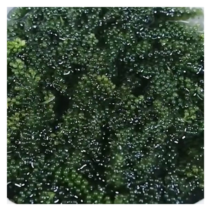 Uvas de Mar Deshidratadas de Calidad de Exportación, Proveedor de Vietnam, Venta al por Mayor Directa de Fábrica para Minoristas y Distribución de Alimentos - Product Image 1