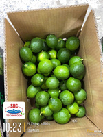 Premium Vietnamese Lime zonder pit – Heldergroene schil, rijke smaak, hoog sapgehalte