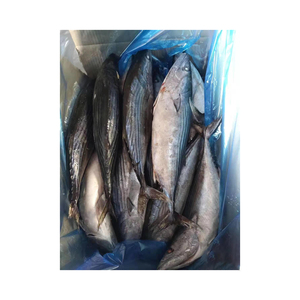 Approvisionnement en gros de poisson bonite congelé, prix bas, poisson congelé fiable pour l'exportation - Product Image 5