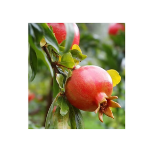 Premium Fresh Pomegranates Sweet Juicy <b>Deep</b> Red Farm Fresh Export Grade Natural Fruit 18 Months <b>Shelf</b> Life Ocean Link - Product Image 5