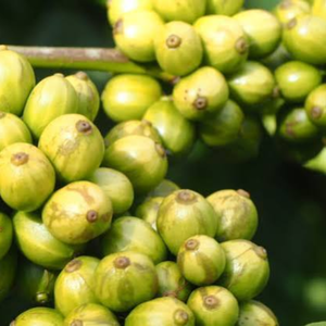 Vietnam <b>Robusta</b> Natural Raw Green <b>Coffee</b> <b>Beans</b> Wholesale Bulk Supply for Roasting & Grinding Export Grade - Product Image 2