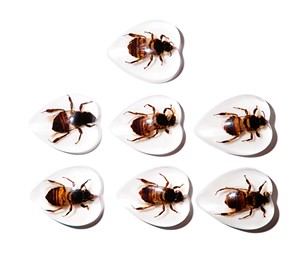 Cabujón de Plástico con Especímen Real de Abeja, Forma de Corazón, 17x21 mm, Base Plana Blanca, para Manualidades y Joyería - Product Image 1