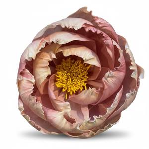 Pivoine à fleurs bicolores, rose et crème clair. Fleurs en bois de Sola 11 CM, tige en fibre de plantes de Sesbania, aromathérapie artisanale - Product Image 4