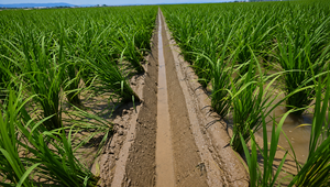 Arado de Surco para Mini Tractor NTH-2.M-JS Tipo Giratorio NTH-2 para Campos de Arroz - Product Image 6
