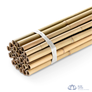 [VENTE CHAUDE] |   Canes en bambou de Tonkin, piquets bruts, tiges pour l'agriculture, support de plantes, matériaux de construction, fournitures de bâtiment, Vietnam - Product Image 1