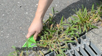 ZASSO-BURASHI TONGARI Set Alat Penyiang Rumput Baja Tahan Karat JAPAN NISAKU Alat Kebun DIY Pegangan Lurus Polipropilena Model No.2511