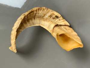 Corne de mouton naturelle brute, faite à la main, écologique, non polie, pièce unique, décoration d'intérieur, objet de collection, artisanat - Product Image 4