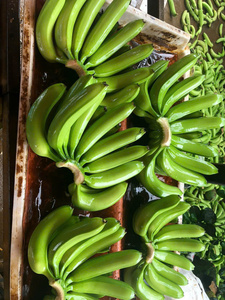 Banaanes Cavendish Fraîches de Qualité Supérieure, Sélection Optimale, Exportateurs du Vietnam, Cartons de 13 kg, Qualité Export - Product Image 4