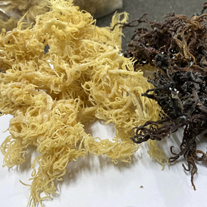 Mosture 10% - 35% musgo de mar púrpura seco/musgo de mar irlandés secado al sol salvaje/Sra. Lima - Product Image 1