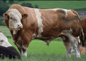 Ganado Simmentaler para Compra al por Mayor y Comercio Global B2B de Ganado - Product Image 3