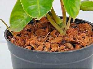 Bloque de Fibra de Coco, Virutas de Cáscara de Coco Biodegradables, Aditivo para Suelo con Alta Retención de Agua para Cultivo de Plantas, Mezcla para Macetas - Product Image 2
