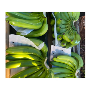 Bananes Cavendish vertes de qualité supérieure, fraîches, qualité export, pour la cuisson, la friture, les chips et la vente en gros mondiale - Product Image 5
