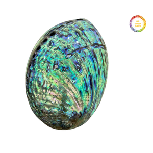 Premium Ocean Green <b>Abalone</b> <b>Shell</b> Decoration Piece - Product Image 1