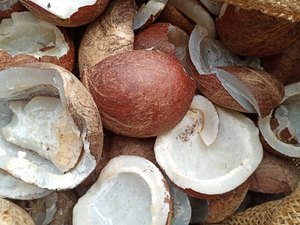 COPRA DE COCO SECA PREMIUM DE VIETNAM PARA MAYORISTAS Y DISTRIBUIDORES - Product Image 5