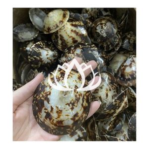 READY STOCK 2026 Limpet Shell Breastfeeding Cup Sea Shell <b>Cover</b> for <b>Nipple</b> Protection and <b>Milk</b> Saving - Product Image 1
