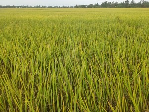 Arroz Jazmín de Nueva Cosecha a Granel de la Provincia de Tien Giang, Venta al por Mayor para Restaurantes, Minoristas y Distribuidores de Alimentos, Excelente Calidad y Sabor - Product Image 3