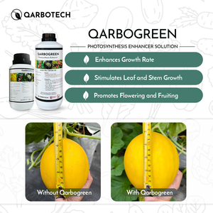 Engrais biologique liquide QARBOGREEN pour améliorer la photosynthèse, stimuler la croissance des cultures et favoriser la floraison - Product Image 4
