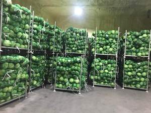 Cube coupe congelé vert frais biologique congelé IQF congelé d'origine vietnamienne à prix réduit - Product Image 4