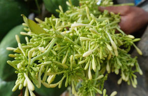 ดอกมะละกอตากแห้งแบบพรีเมี่ยม-ธรรมชาติออร์แกนิกและปริมาณมาก - Product Image 3