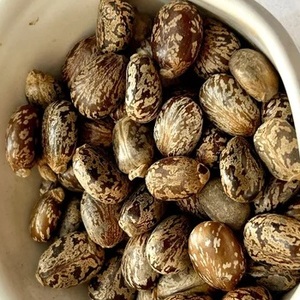 Semillas de Ricino de Germinación Rápida en Venta - Product Image 1