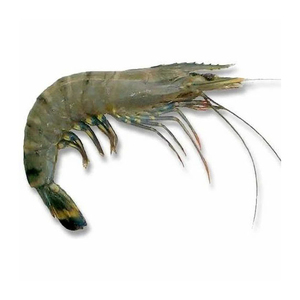 Mejores camarones reales congelados de primera calidad al por mayor, listos para enviar, suministro de grado alimenticio para exportación - Product Image 6