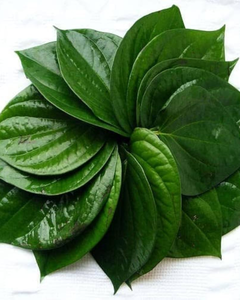 Daun Sirih Segar Premium dari Vietnam – Kualitas Tinggi & Harga Kompetitif