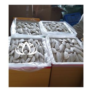 สินค้าขายดีประจำปี 2026 กระดูกปลาหมึกสำหรับนก บล็อกแร่ธาตุสำหรับลับปากและเคี้ยวเล่น - Product Image 1