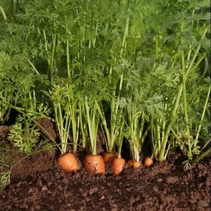 Légume biologique frais, nettoyé et lavé à l'eau, orange et carotte, à forte teneur en jus, brillant et sucré, produit agricole, qualité export en vrac - Product Image 6