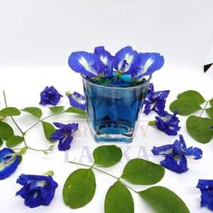 Flores de Mariposa Secas de Grado Premium, Pétalos Azules Naturales para la Creación de Bebidas, Procesamiento de Té, Venta al por Mayor a Granel, Suministro de Vietnam - Product Image 6
