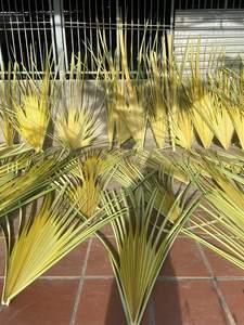 Feuilles de palmier séchées naturelles, feuilles de palmier séchées au soleil, feuilles de palmier séchées en gros, feuilles de palmier séchées de haute qualité - Product Image 6