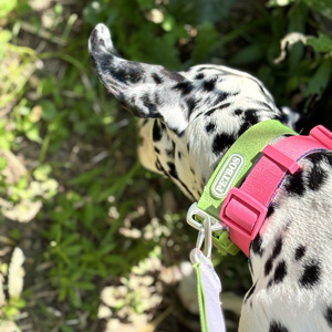 Collar Ajustable para Perro con Hebilla de Plástico, Diseño Sólido, Lavable y Duradero para Paseos Diarios - Product Image 1