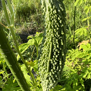 Graines de courge amère pour une agriculture à haut rendement avec une forte germination et une résistance aux maladies, adaptées à la culture en champ ouvert - Product Image 2