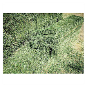 Heno de Alfalfa Disponible / Alfalfa En Pacas para Exportación - Product Image 1