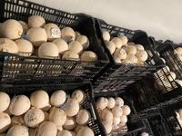 Eau de coco Goût sucré Haute qualité Exportation Vente en gros Meilleur prix Agriculture Jeune noix de coco fraîche de Ben Tre Vietnam ANNA DO