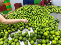 Verse Groene Vietnam Pitloze Kalk Voor Export Met Uniforme Grootte En Lange Houdbaarheid