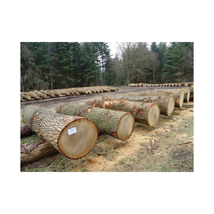 Troncos de madera de roble ofrecidos a precio de descuento para la producción de pisos, muebles y chapa de madera. - Product Image 4