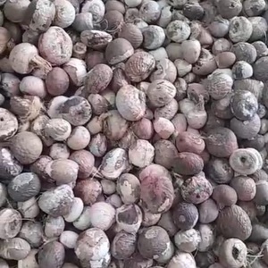 Nuez de Betel Cruda Seca Natural Pura de Primera Calidad, Paquete a Granel de 30 kg para Uso Alimentario a Bajo Precio - Product Image 4