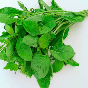 Vente en gros de feuilles de basilic indien de la nouvelle saison, provenant d'Inde, herbes aromatiques séchées pour importateurs, distributeurs et transformateurs alimentaires - Product Image 5