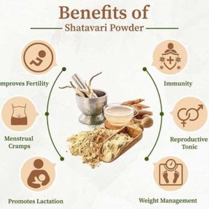 Poudre d'extrait de Shatavari de qualité supérieure, poudre de bien-être naturel à base de Shatavari, nutrition à base de plantes, prix de gros par l'exportateur - Product Image 2