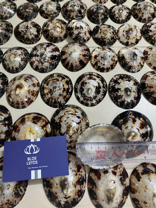 Conchas de Limpet Talladas de Alta Calidad, MÁS VENDIDAS |   Conchas Naturales Impermeables para Manualidades y Joyería, BLUE LOTUS Souvenir - Product Image 5