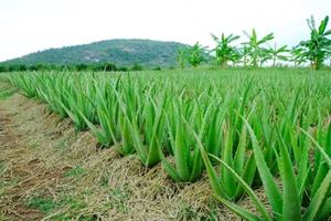 Rodajas de Aloe Vera Orgánico Congeladas de Alta Calidad al Mejor Precio para Deliciosas Hojas de Aloe Vera Orgánico Listas para Exportación a Granel desde Vietnam - Product Image 2