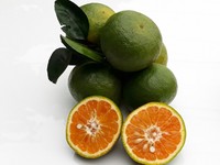 Naranja verde de Vietnam/mandarina King/fruta fresca para importadores