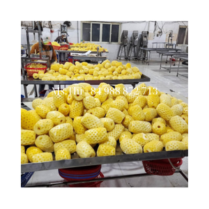 VENDRE DES ANANAS EN CONSERVE DE HAUTE QUALITÉ DE L'USINE DU VIETNAM-LE MEILLEUR CHOIX POUR VOUS - Product Image 4